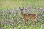  roe Deer ( Capreolus capreolus )