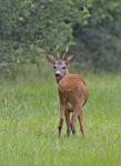  Srnec obecný ( Capreolus capreolus )