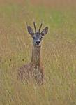  roe Deer ( Capreolus capreolus )