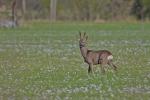  roe Deer ( Capreolus capreolus )