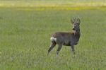  roe Deer ( Capreolus capreolus )