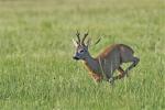  roe Deer ( Capreolus capreolus )