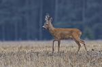  roe Deer ( Capreolus capreolus )