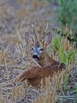  roe Deer ( Capreolus capreolus )