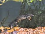 Čolek velký (Triturus cristatus)