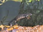 Great Crested Newt (Triturus cristatus)