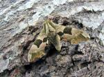 Lime Hawk-moth (Mimas tiliae)