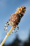 Křižák čtyřskvrný (Araneus quadratus)