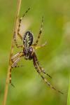 Oak Spider (Aculepeira ceropegia)