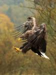  sea eagle ( Haliaeetus albicillus)