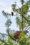  sea eagle ( Haliaeetus albicillus)