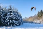  sea eagle ( Haliaeetus albicillus)