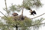  sea eagle ( Haliaeetus albicillus)