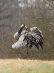  Common Crane  ( Grus grus)