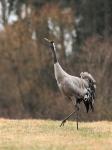  Common Crane  ( Grus grus)