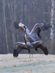  Common Crane  ( Grus grus)