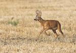  roe Deer ( Capreolus capreolus )