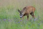  roe Deer ( Capreolus capreolus )