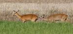  roe Deer ( Capreolus capreolus )