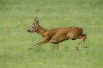  roe Deer ( Capreolus capreolus )