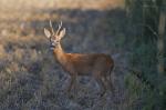  roe Deer ( Capreolus capreolus )