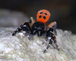 Lady bird Spider (Eresus cinnaberinus)