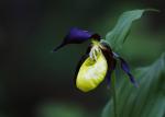 Střevíčník pantoflíček (Cypripedium calceolus)