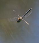 Southern Hawker (Aeshna cyanea)