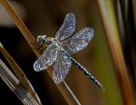 Southern Hawker (Aeshna cyanea)