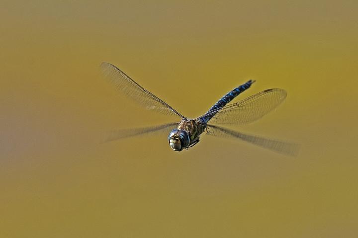 Šídlo modré (Aeshna cyanea)