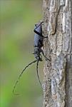 Great Capricorn Beetle (Cerambyx cerdo)