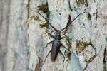 Great Capricorn Beetle (Cerambyx cerdo)