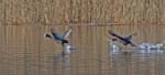 Lyska černá (Fulica atra)