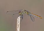 Vagrant Darter (Sympetrum vulgatum)