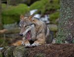 Grey wolf  (Canis lupus)