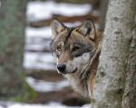 Grey wolf  (Canis lupus)