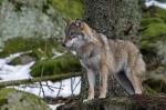 Grey wolf  (Canis lupus)