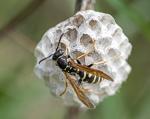 Vosík francouzký (Polistes dominula)