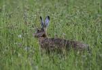 Zajíc polní  (Lepus europaeus)