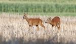  roe Deer ( Capreolus capreolus )