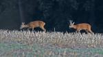  roe Deer ( Capreolus capreolus )