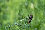 Soldier Beetle (Cantharis rustica)