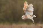 Sova pálená (Tyto alba)