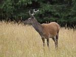 Jelen lesní (Cervus elaphus)