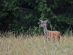 Jelen lesní (Cervus elaphus)