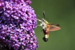 The Broad-bordered Bee Hawk-moth (Hemaris fuciformis)