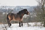 Kůň divoký (Equus ferus)