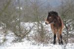 Wild Horse (Equus ferus)