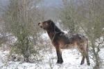 Kůň divoký (Equus ferus)