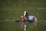 Lyska černá (Fulica atra)